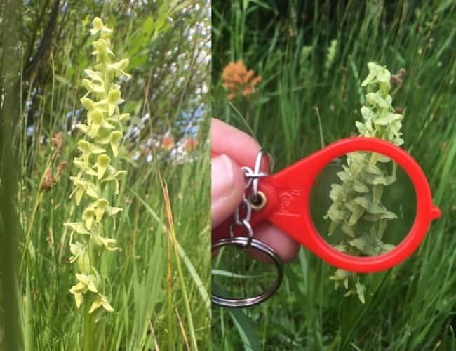 Wasatch Wildflower Bog Orchidpng